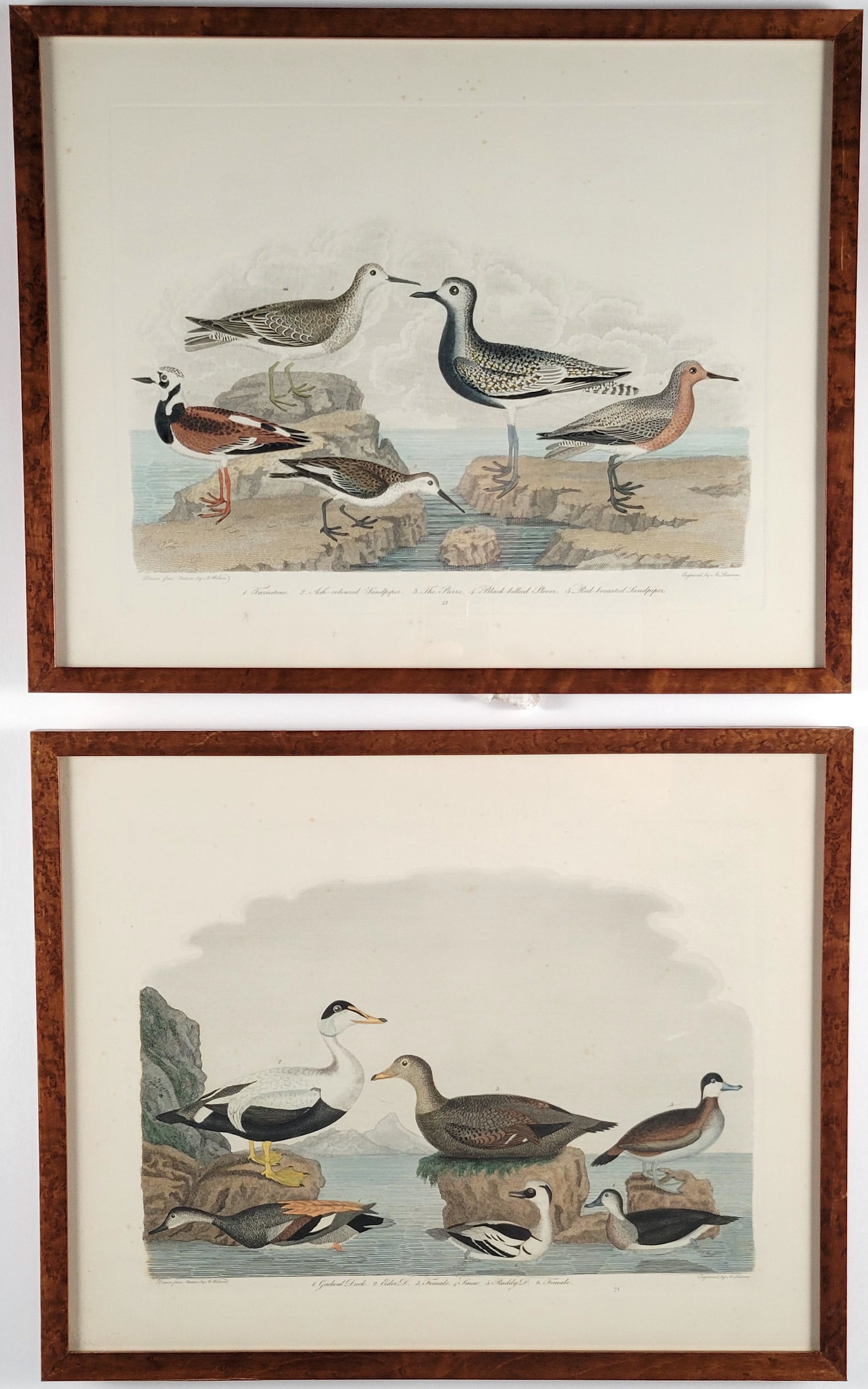 1132-1865 Shorebird Prints A