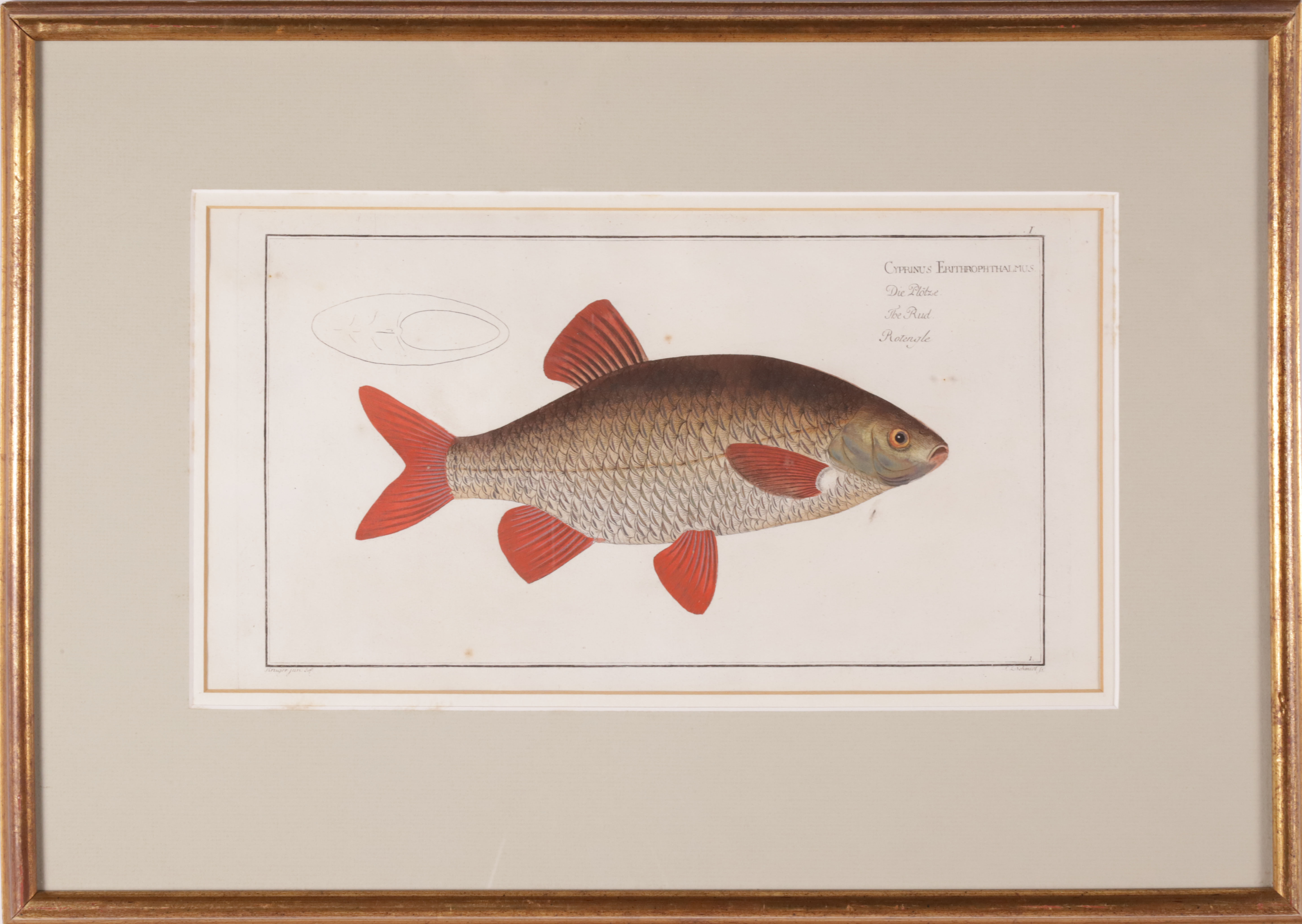 Group of Four Fish Lithographs by Kruger Jan. Del, 19th Century