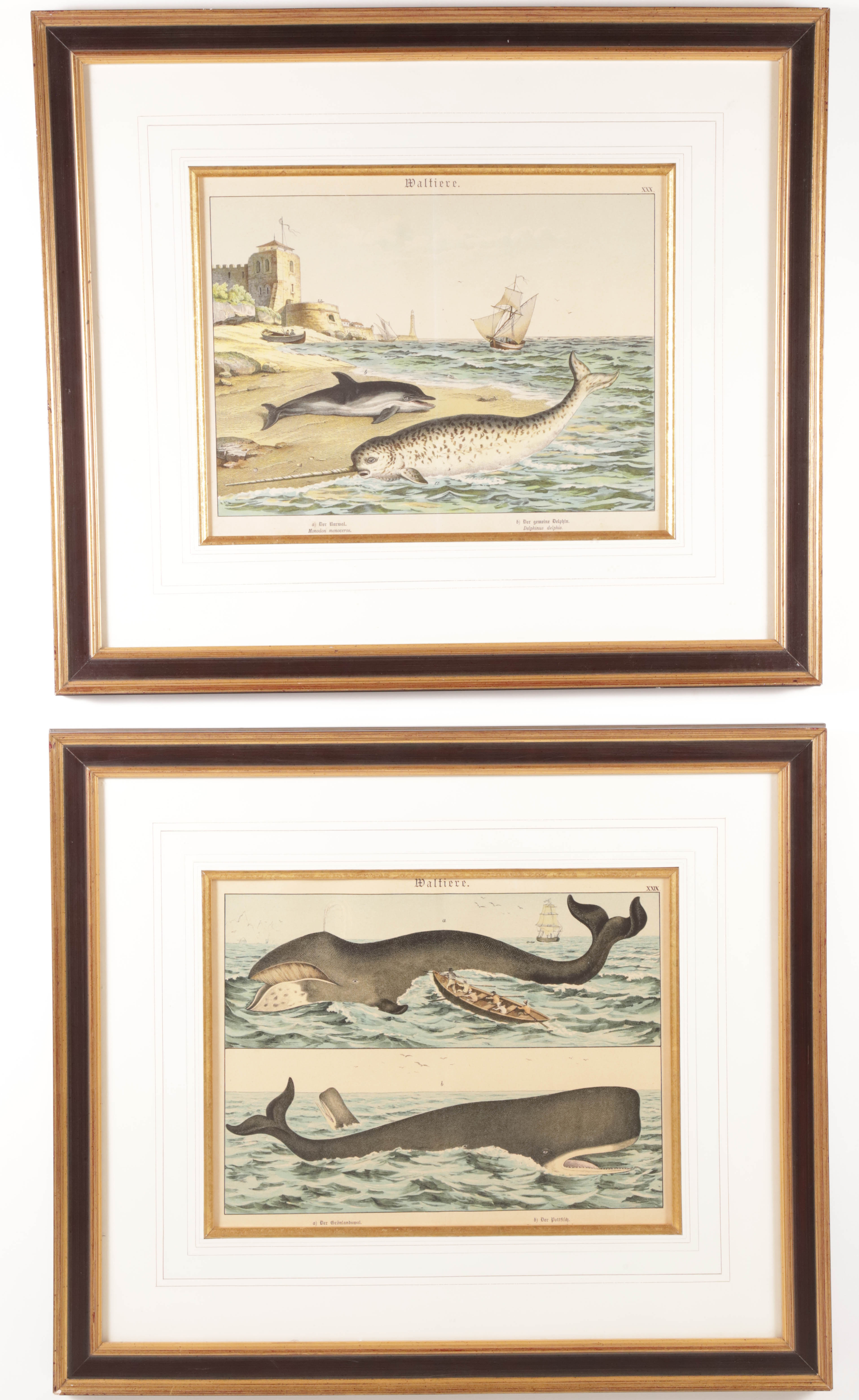 Pair of German Prints of Whales, Narwal and Porpoise, 19th Century