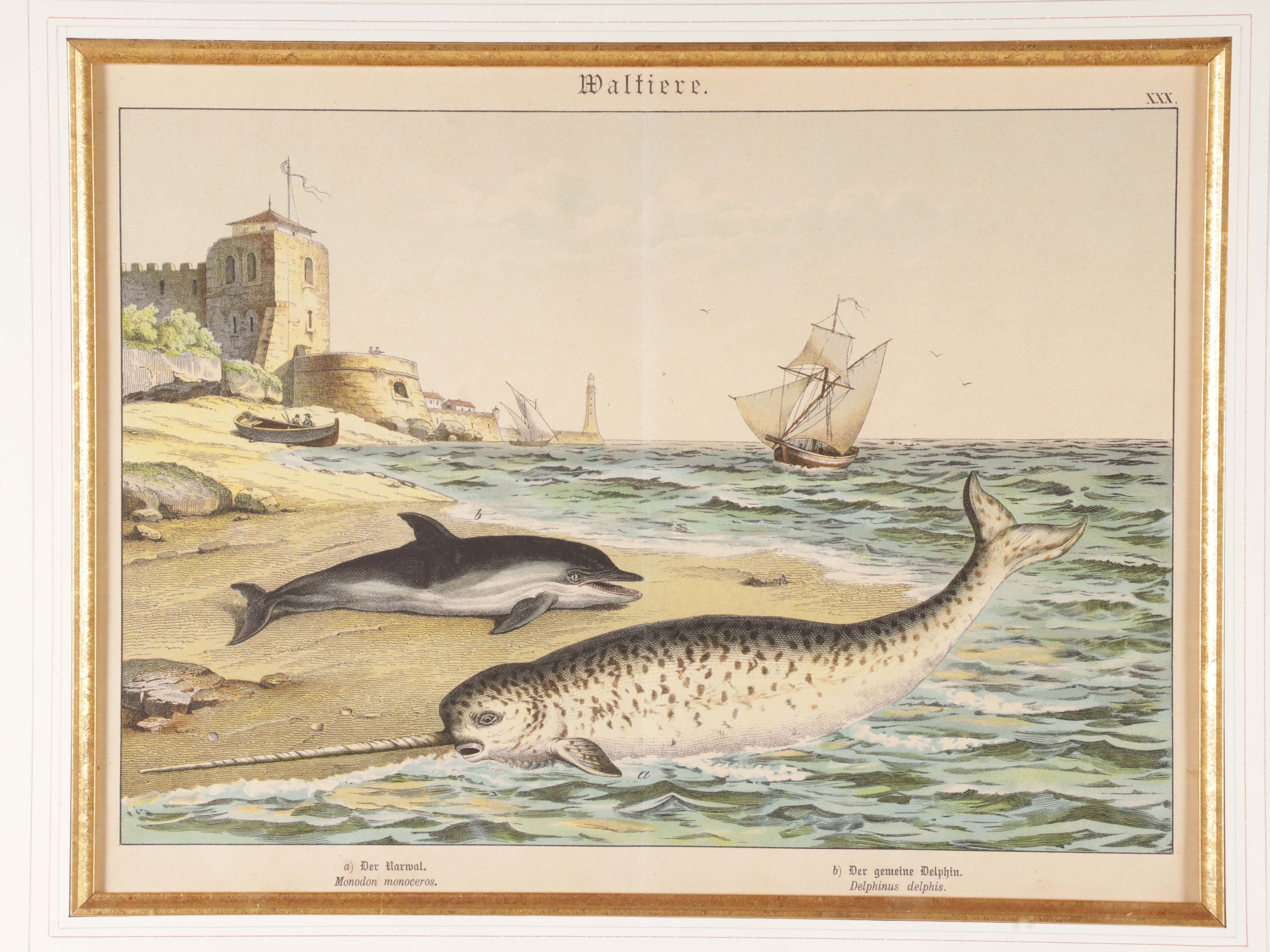 Pair of German Prints of Whales, Narwal and Porpoise, 19th Century