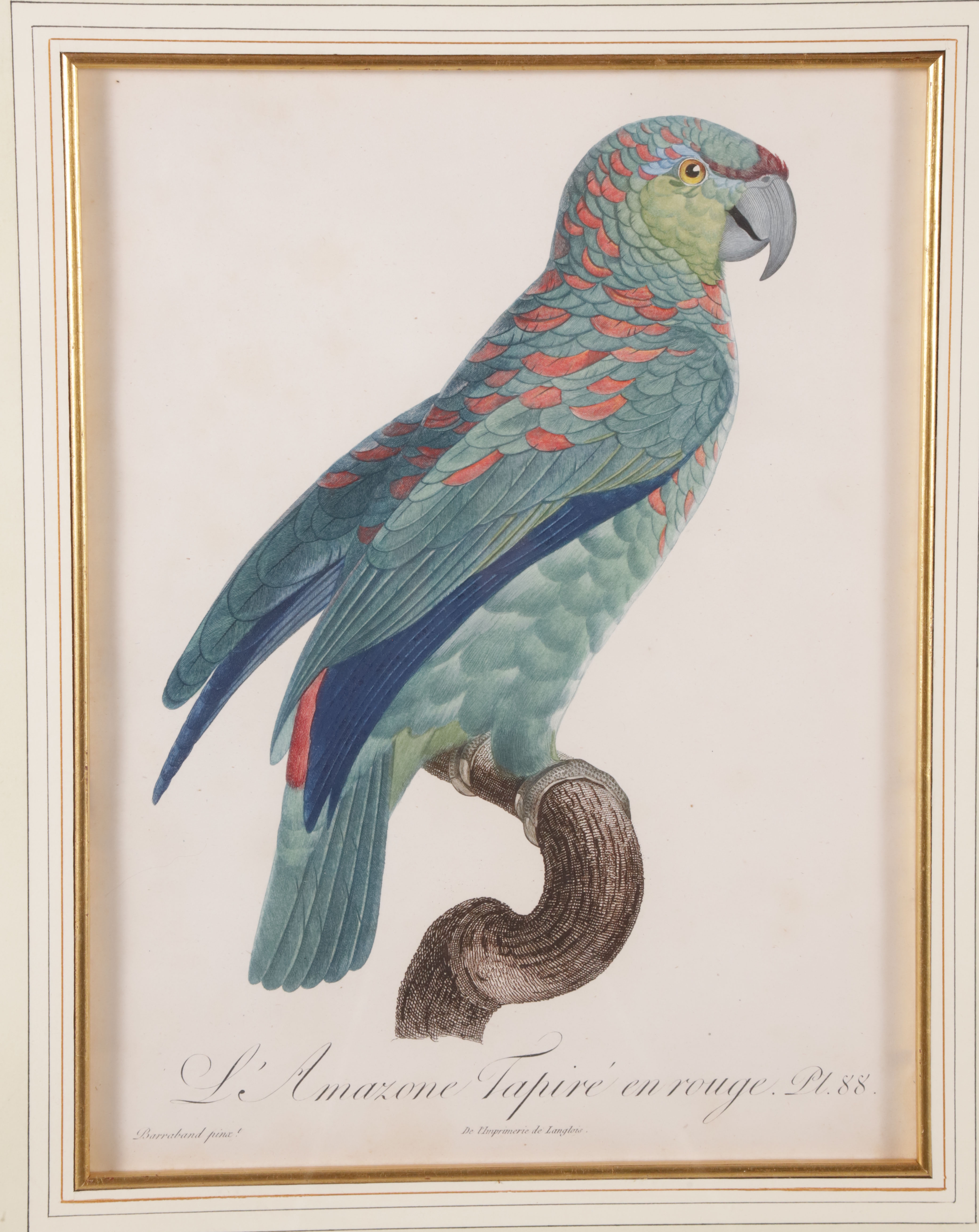 Set of Three Histoire Naturell Des Perroquets Hand Colored Prints after Jacques Barraband