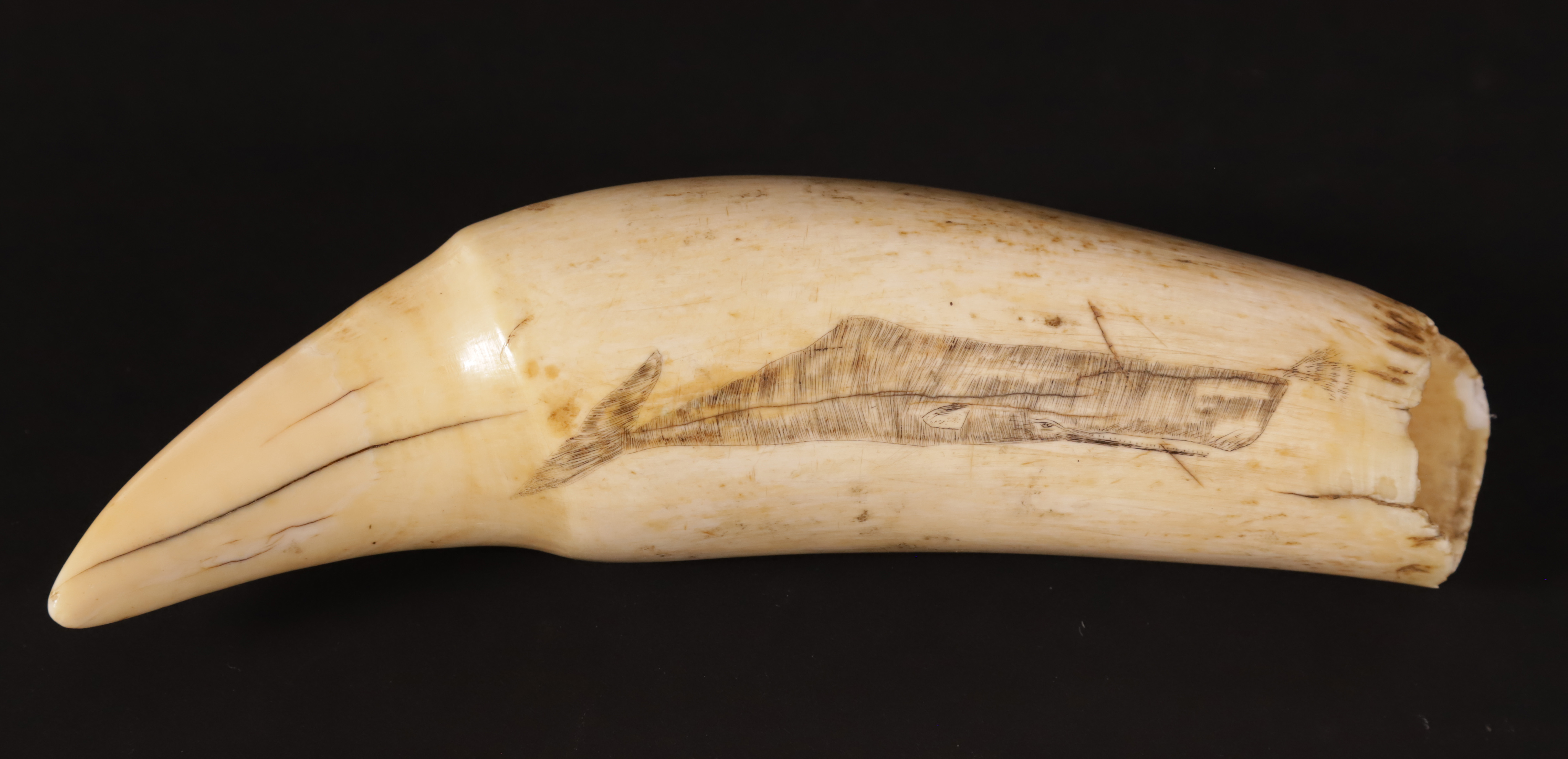 Fine American Scrimshawed Sperm Whale Tooth, 19th Century